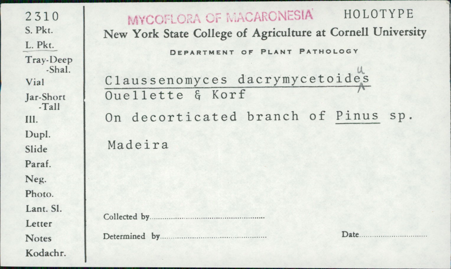 Claussenomyces dacrymycetoideus image