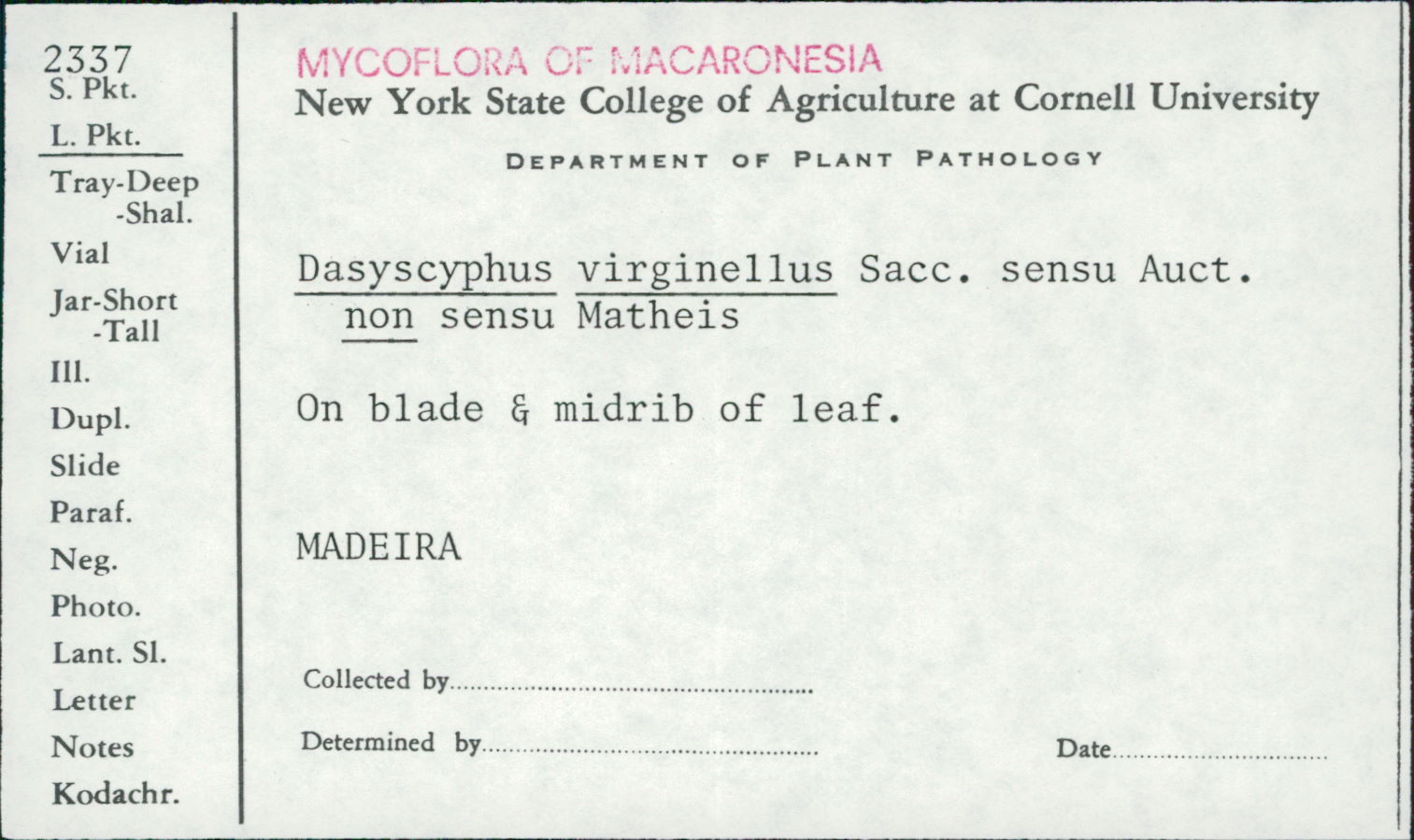 Dasyscyphus virginellus image