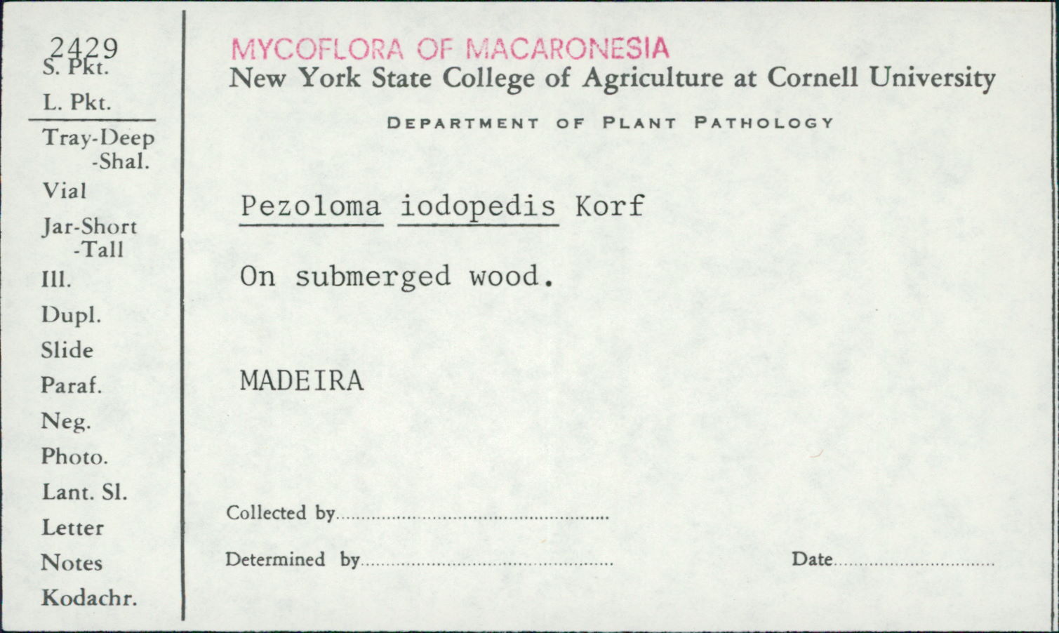 Pezoloma iodopedis image