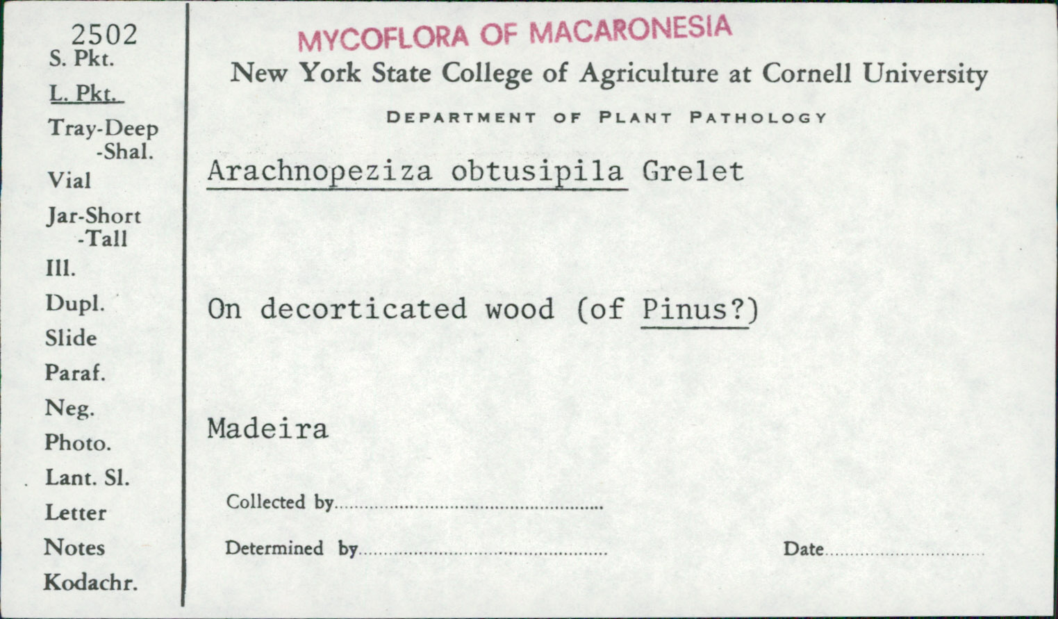 Arachnopeziza obtusipila image