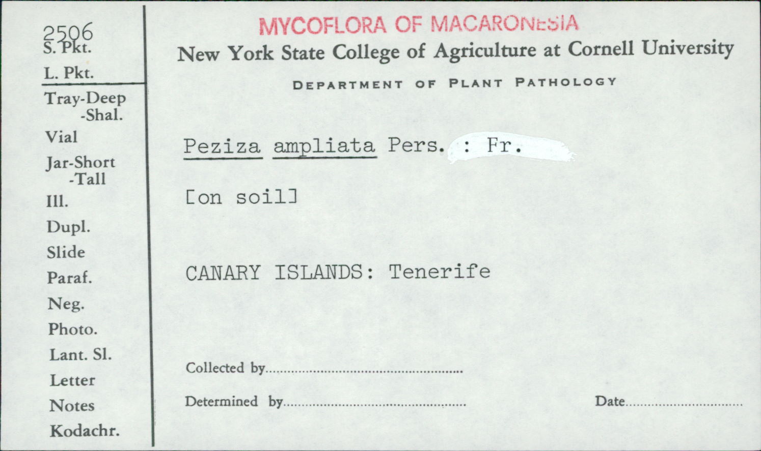 Peziza ampliata image