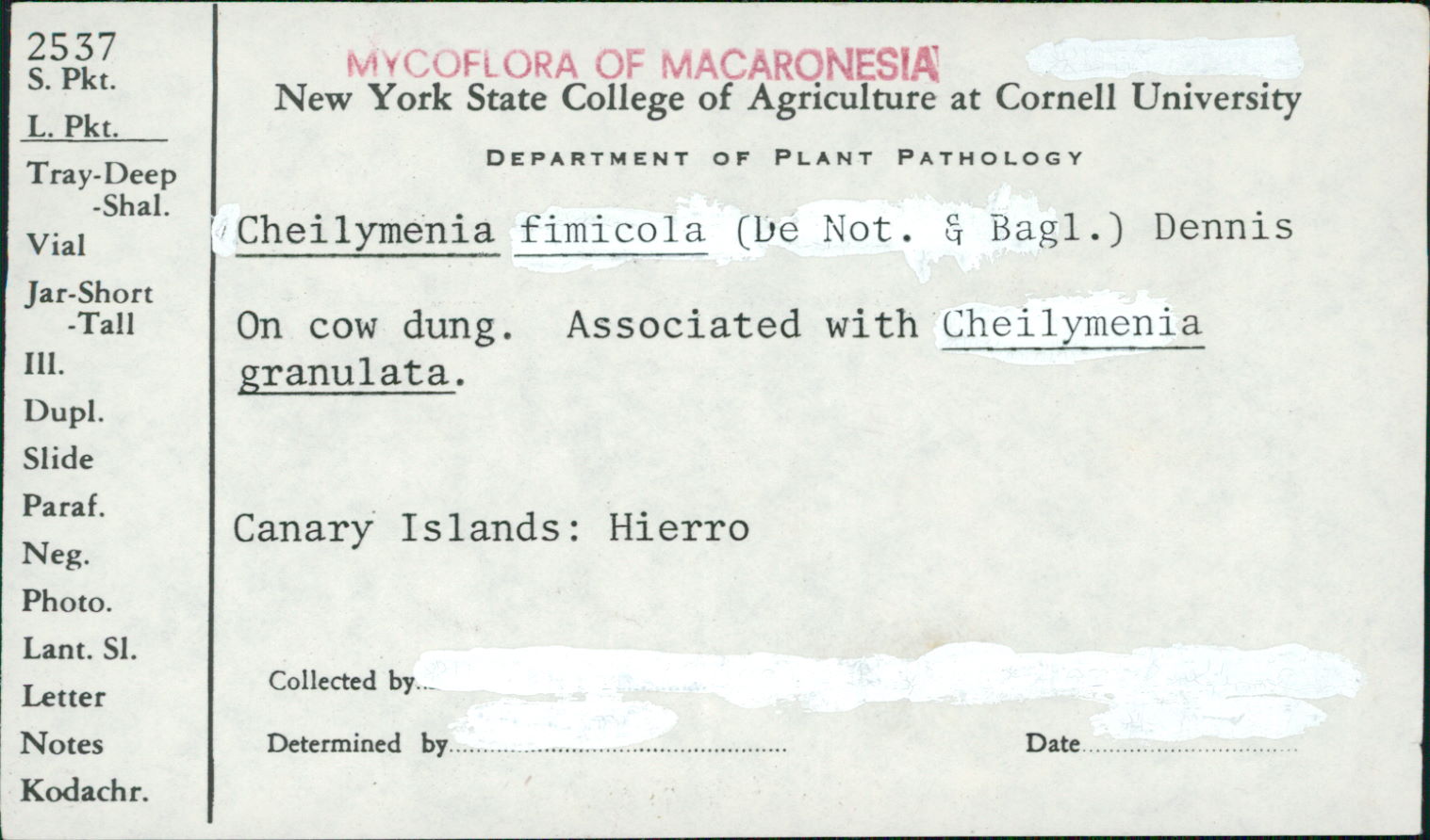 Cheilymenia insignis image