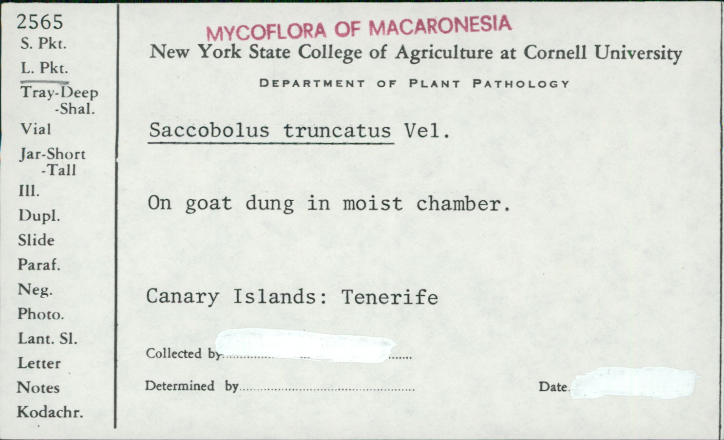 Saccobolus truncatus image