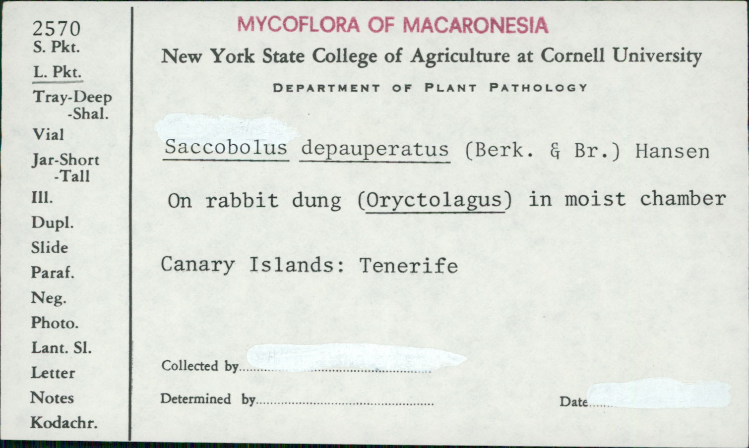 Saccobolus depauperatus image