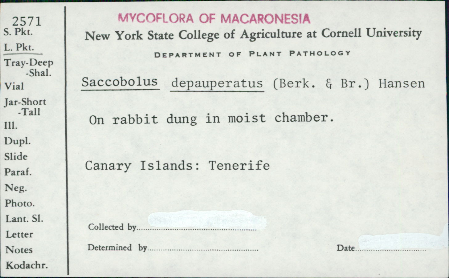 Saccobolus depauperatus image