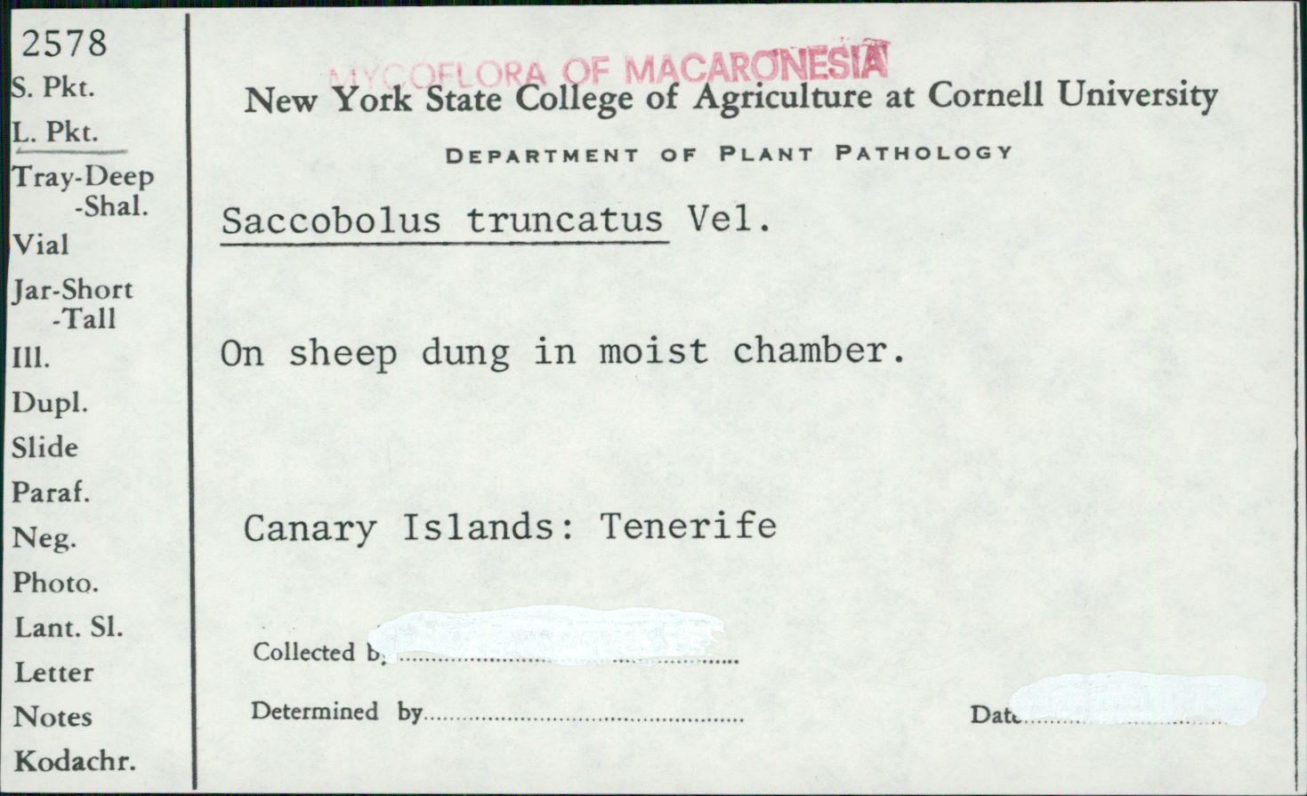 Saccobolus truncatus image