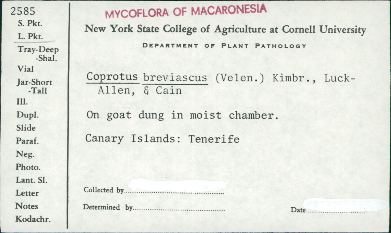Coprotus breviascus image