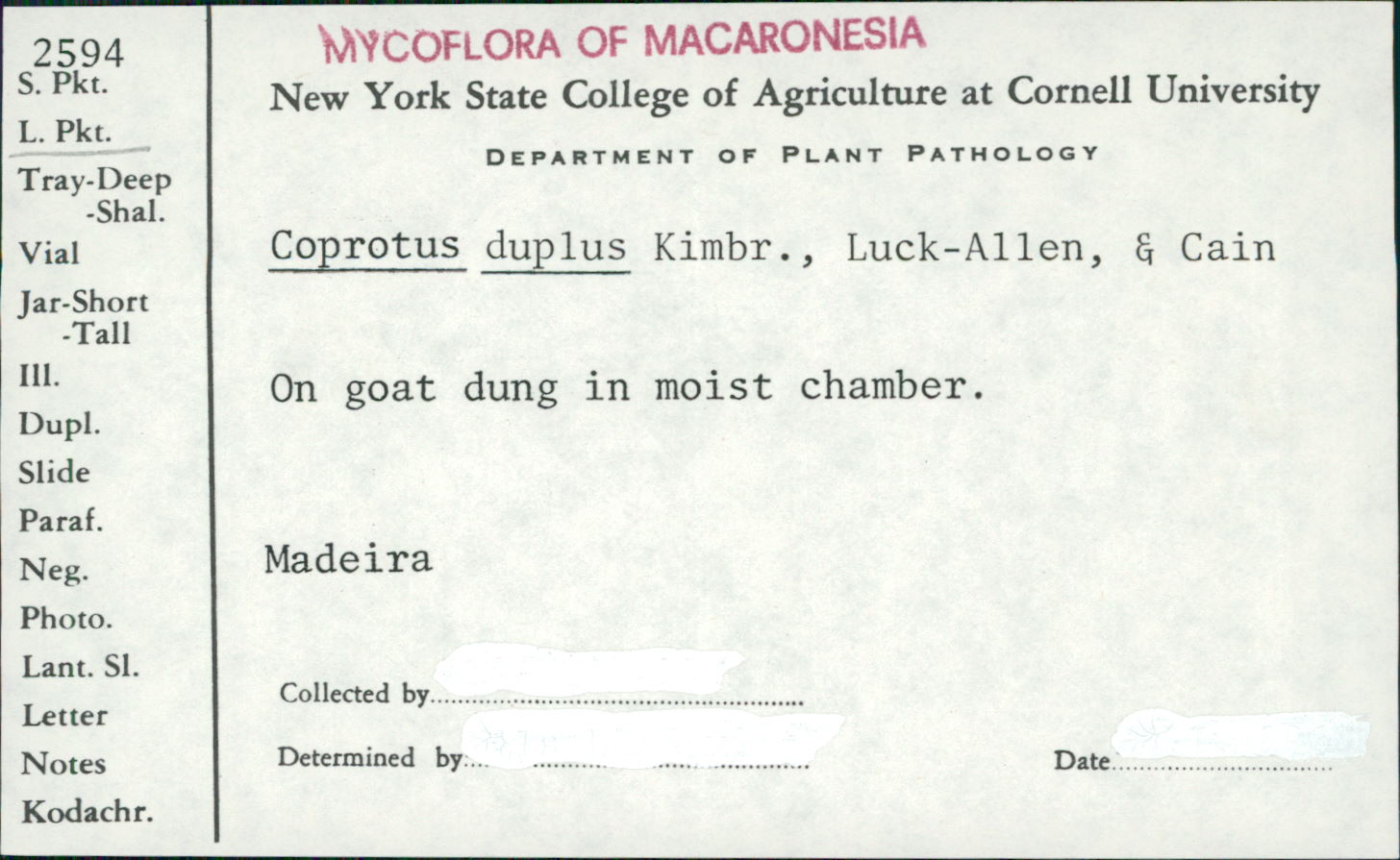 Coprotus duplus image