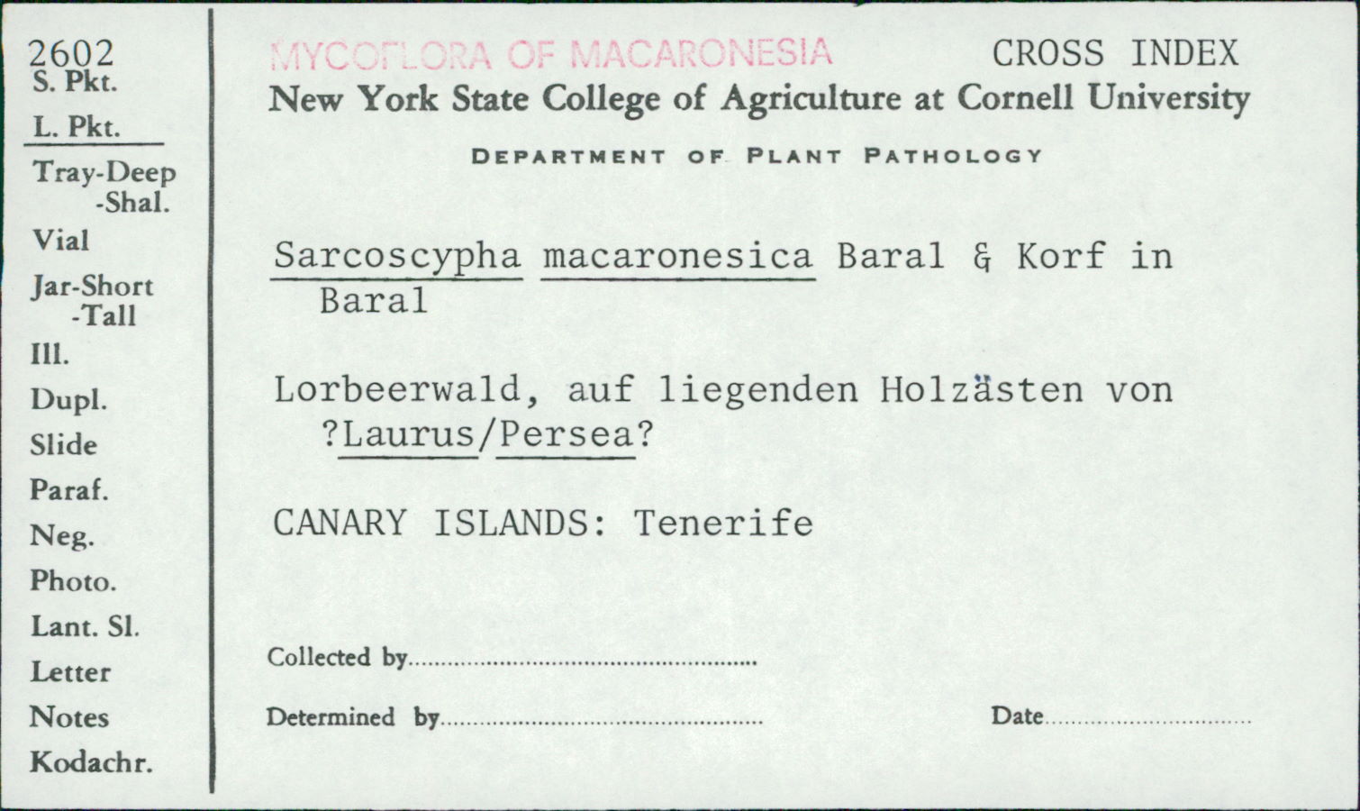 Sarcoscypha macaronesica image
