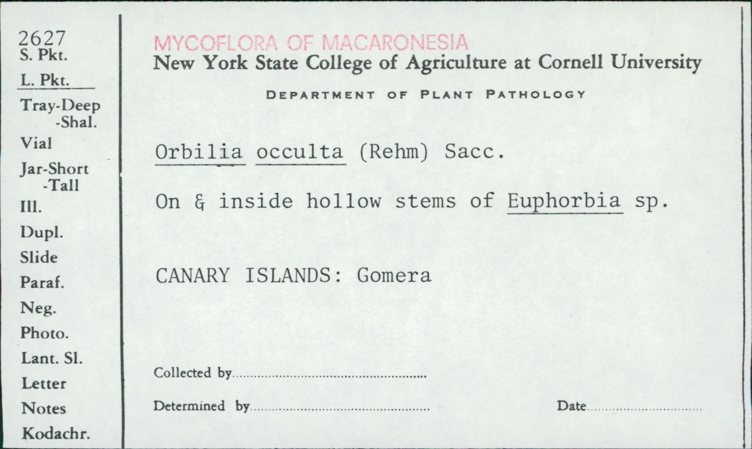 Orbilia cruenta image