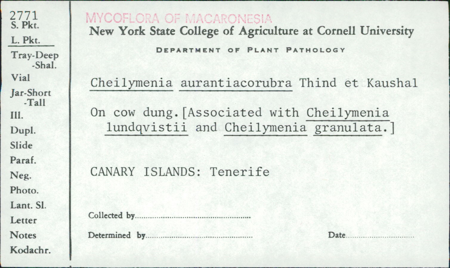 Cheilymenia aurantiacorubra image