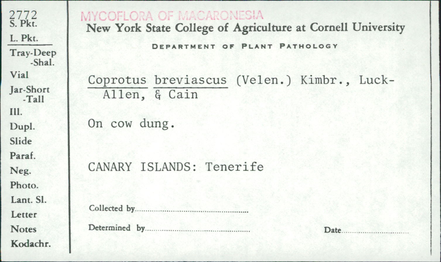 Coprotus breviascus image