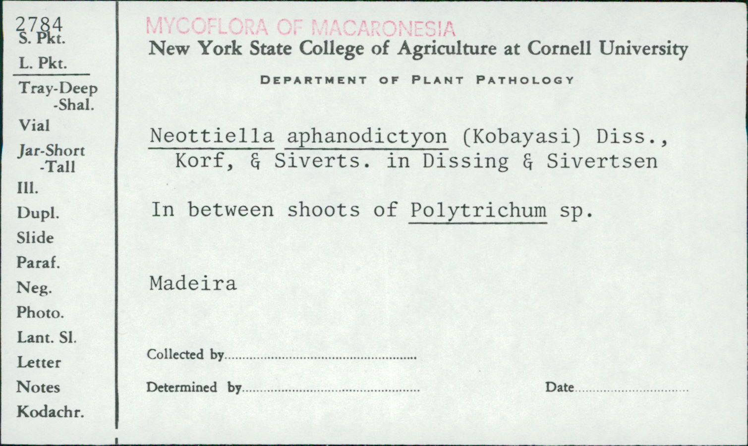 Neottiella aphanodictyon image