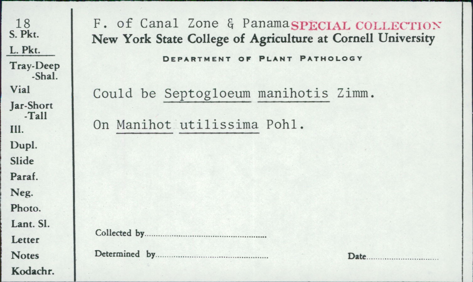 Septogloeum manihotis image