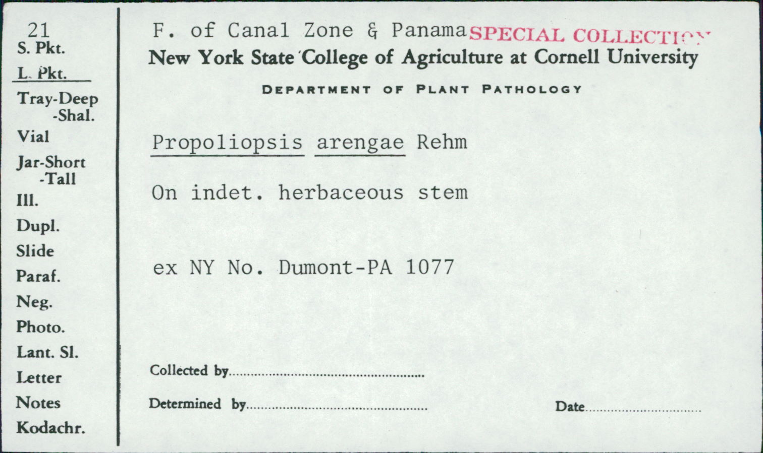 Propoliopsis image
