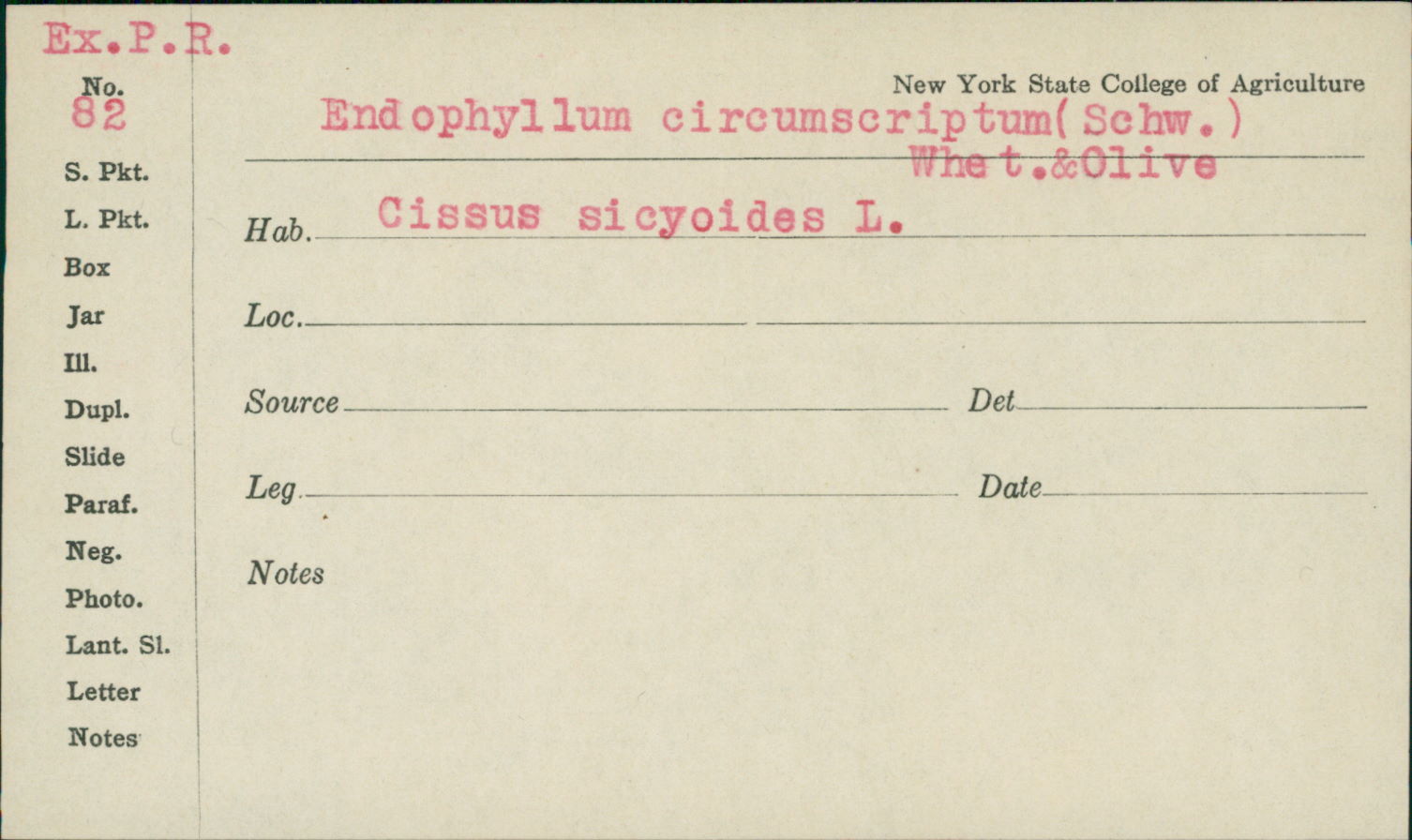 Endophyllum image