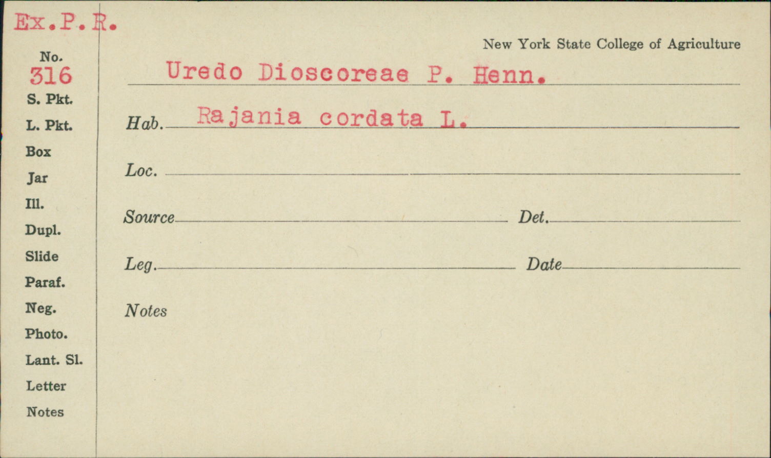Uredo dioscoreae image