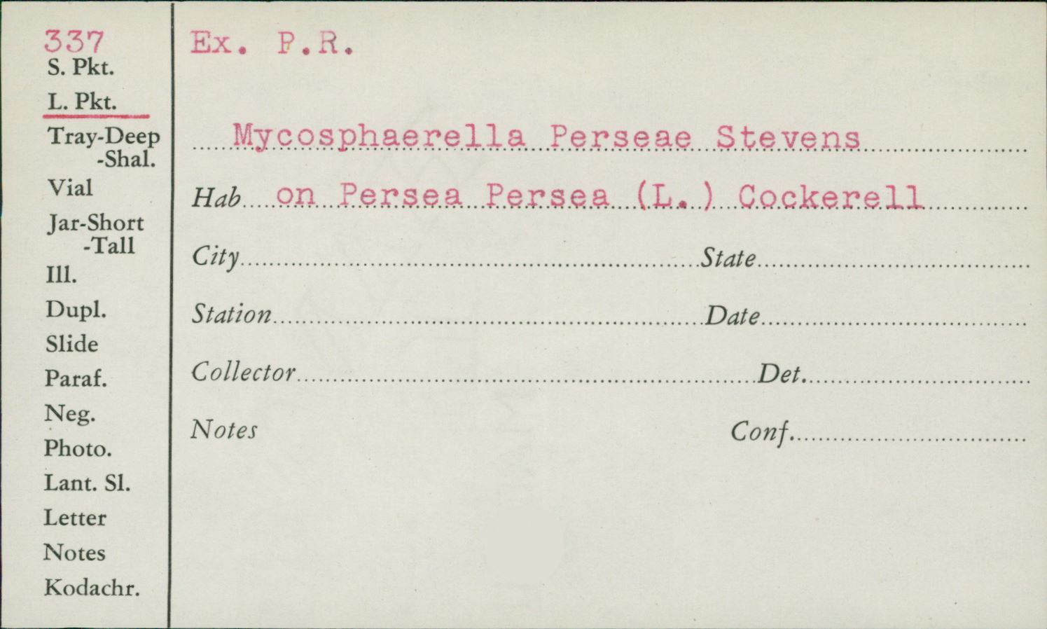 Mycosphaerella perseae image