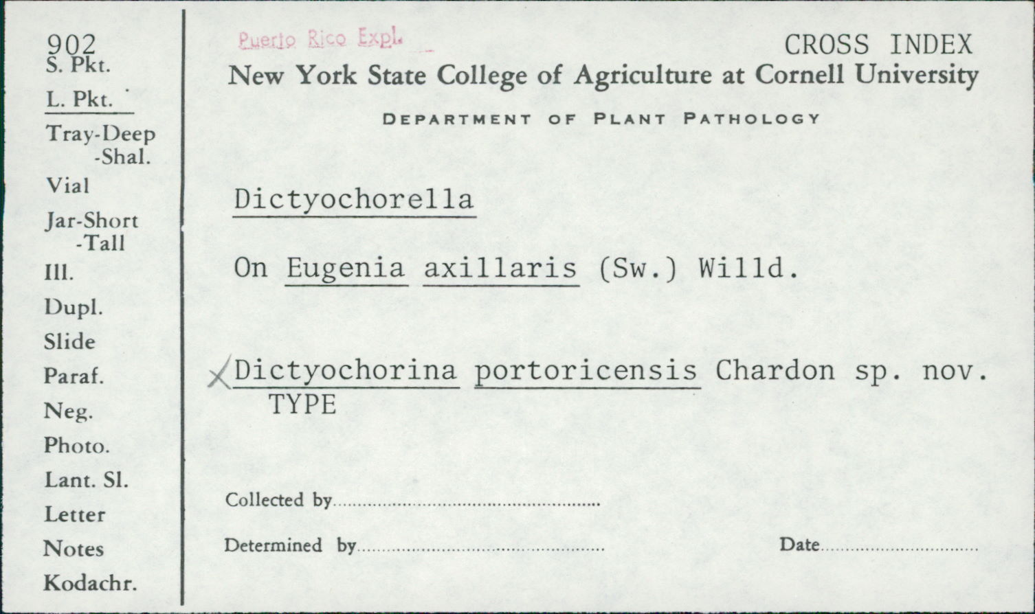 Dictyochorina portoricensis image