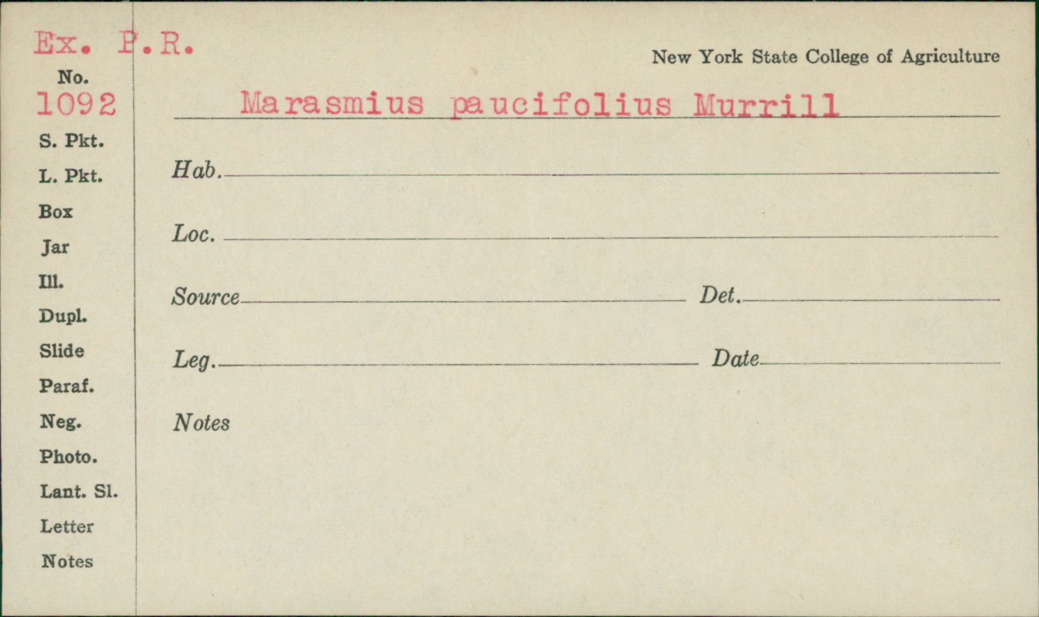 Marasmius paucifolius image