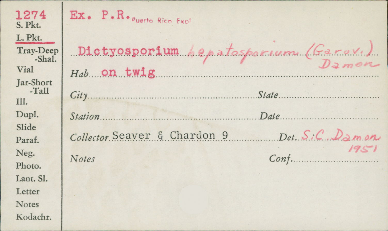 Dictyosporium heptasporum image