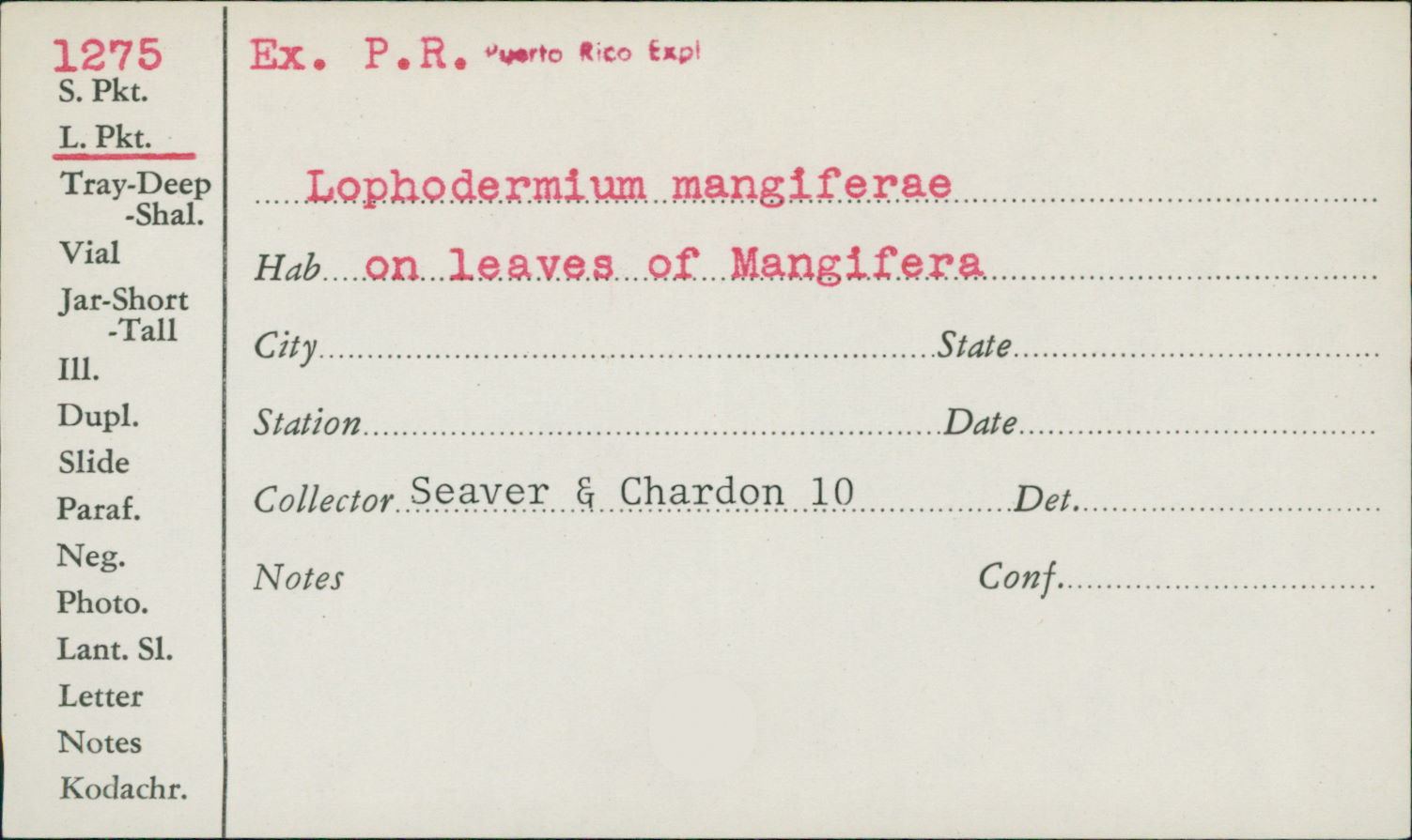 Lophodermium mangiferae image