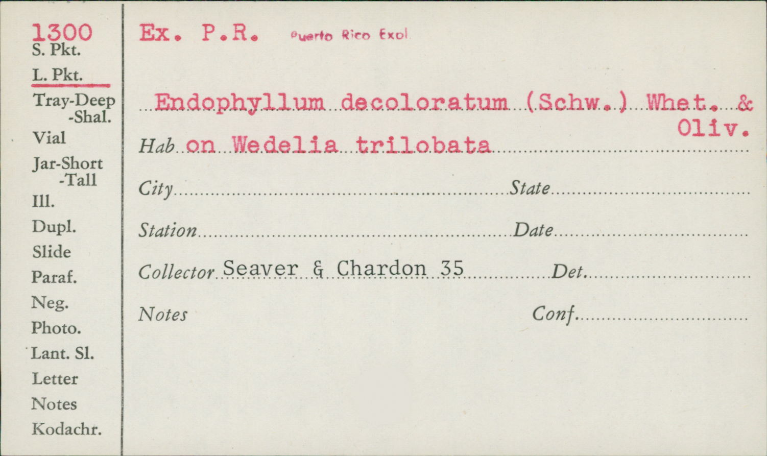 Endophyllum image