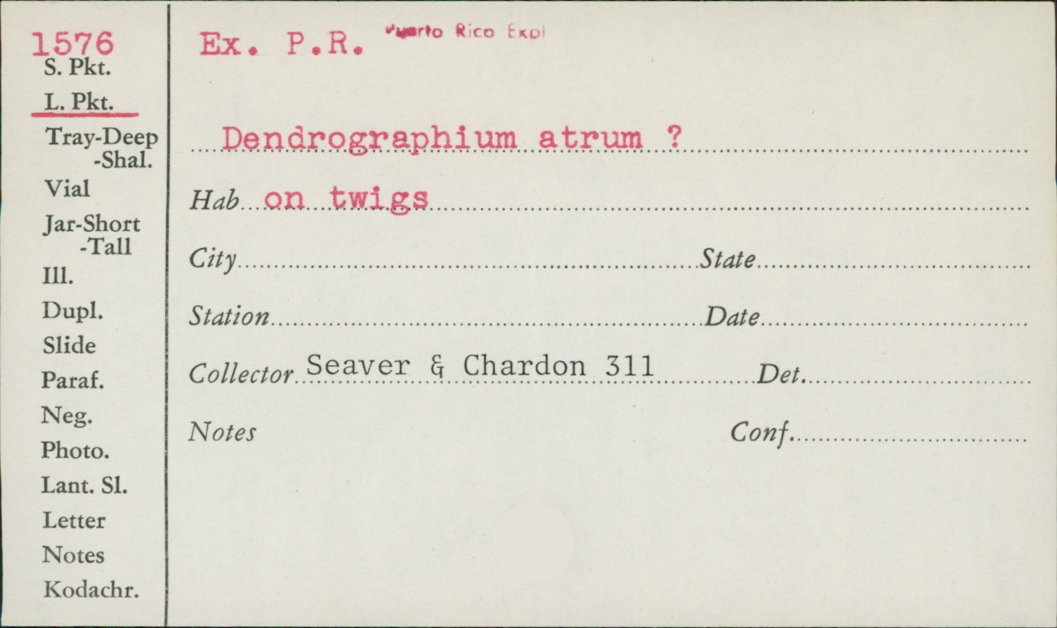 Dendrographium atrum image