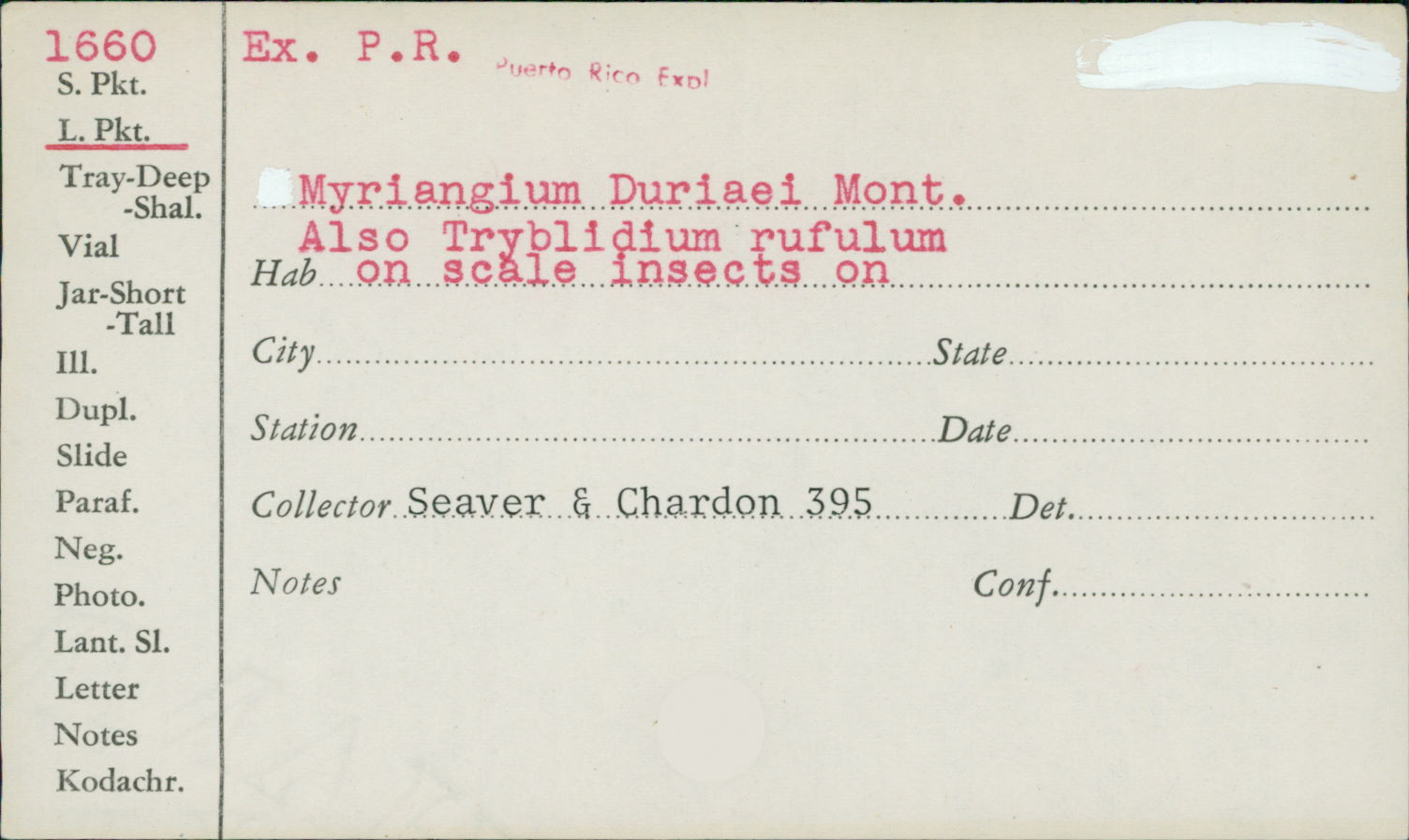 Myriangium image