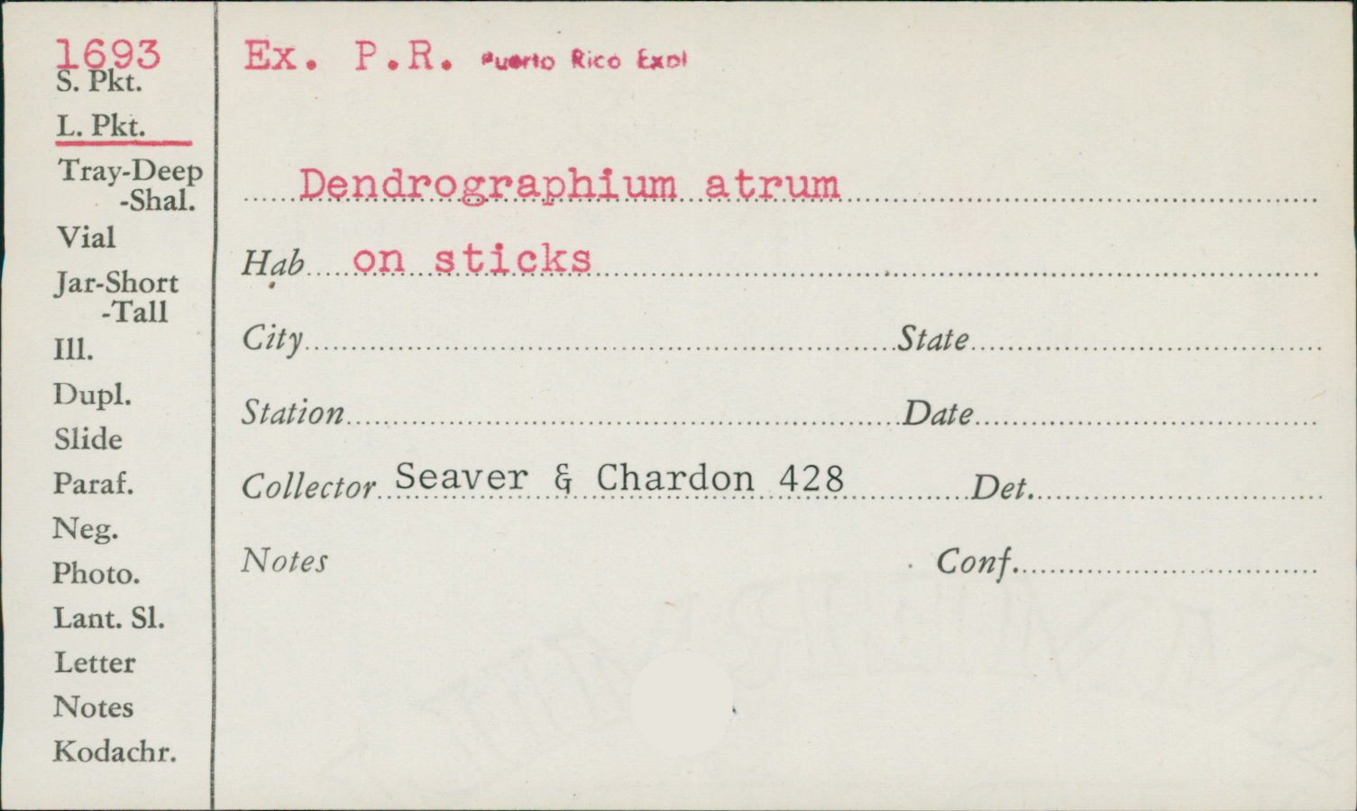 Dendrographium atrum image