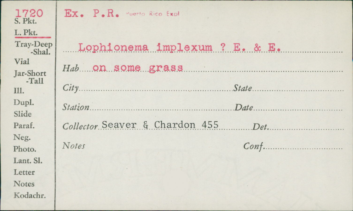 Lophionema implexum image