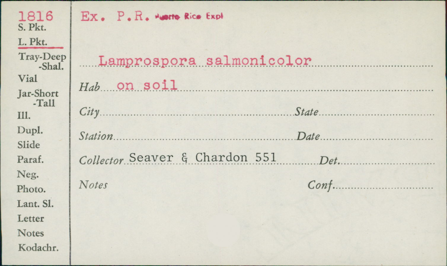 Lamprospora salmonicolor image