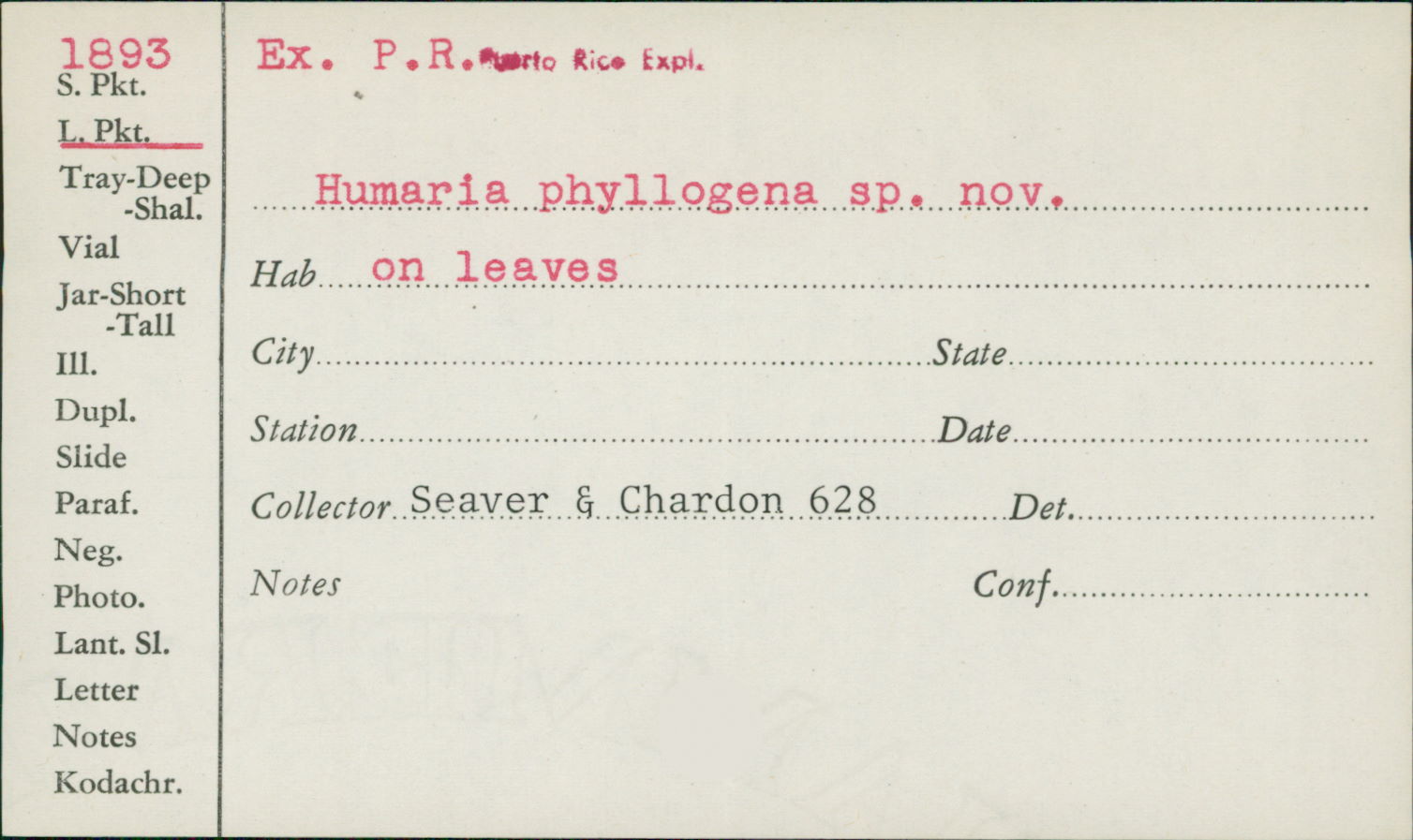 Humaria phyllogena image