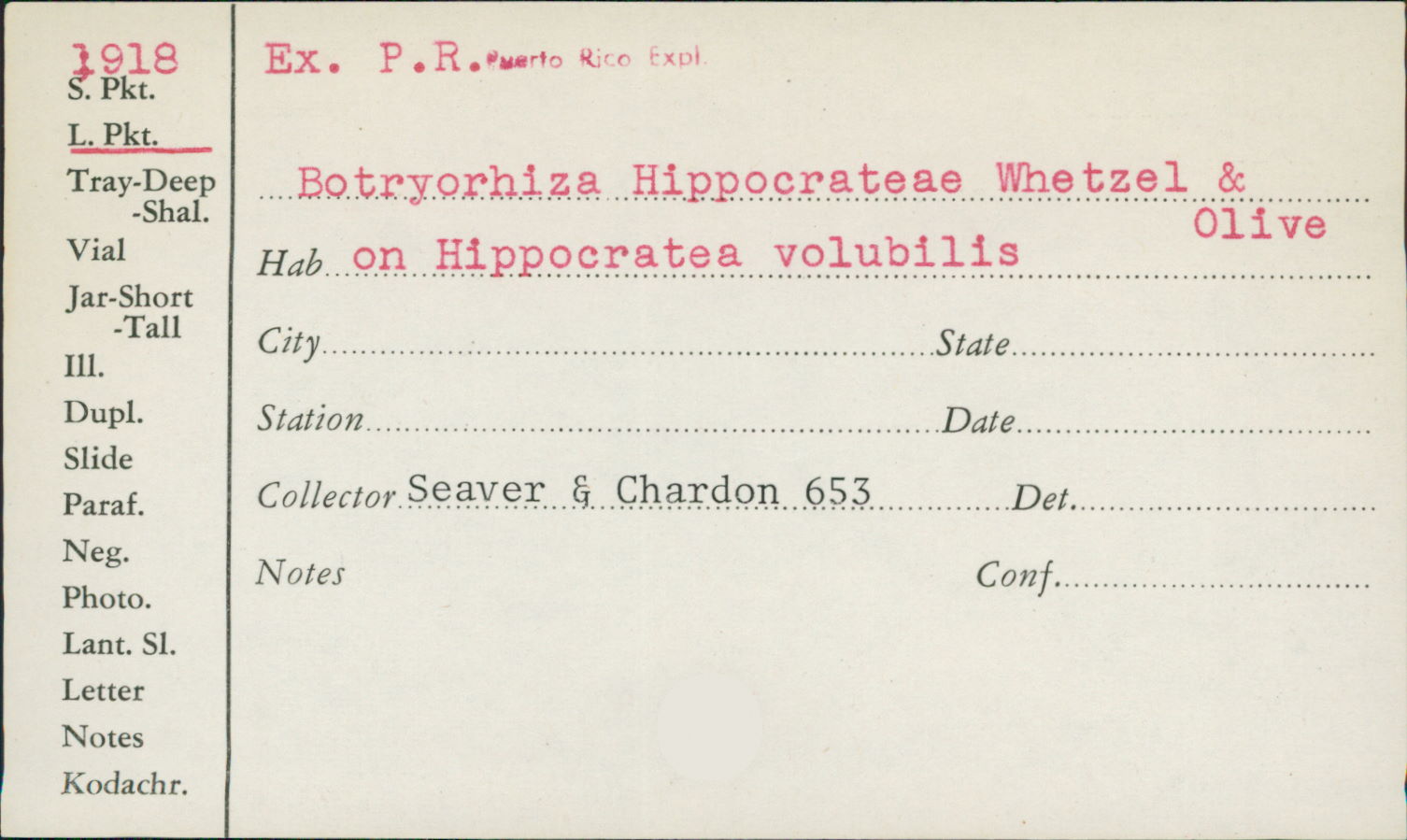 Botryorhiza hippocrateae image