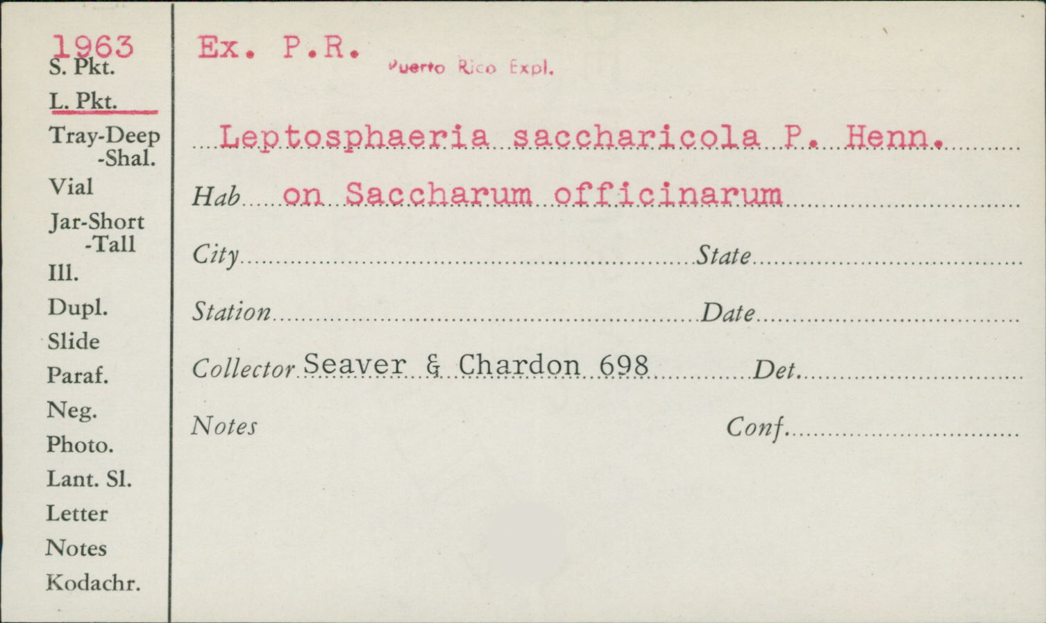 Leptosphaeria saccharicola image