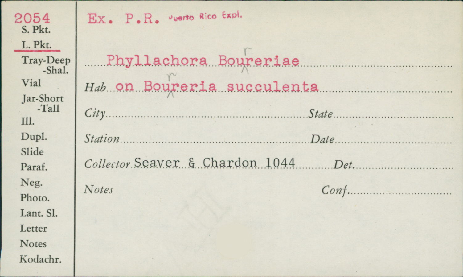 Phyllachora bourreriae image