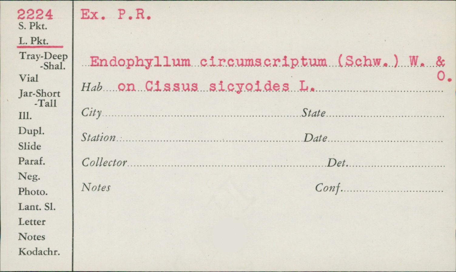 Endophyllum image