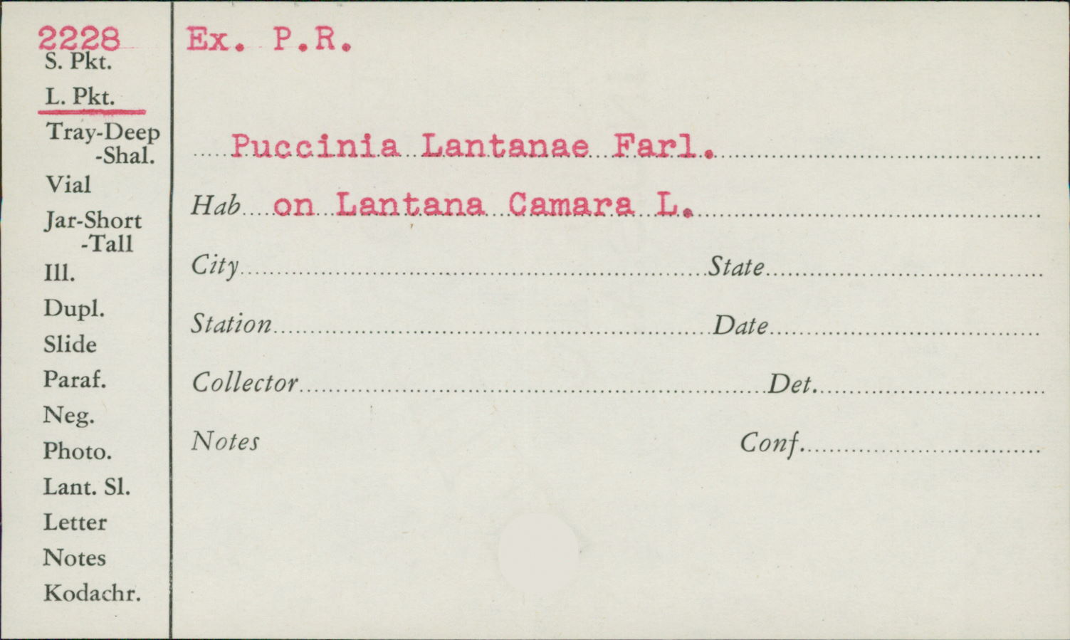 Puccinia lantanae image
