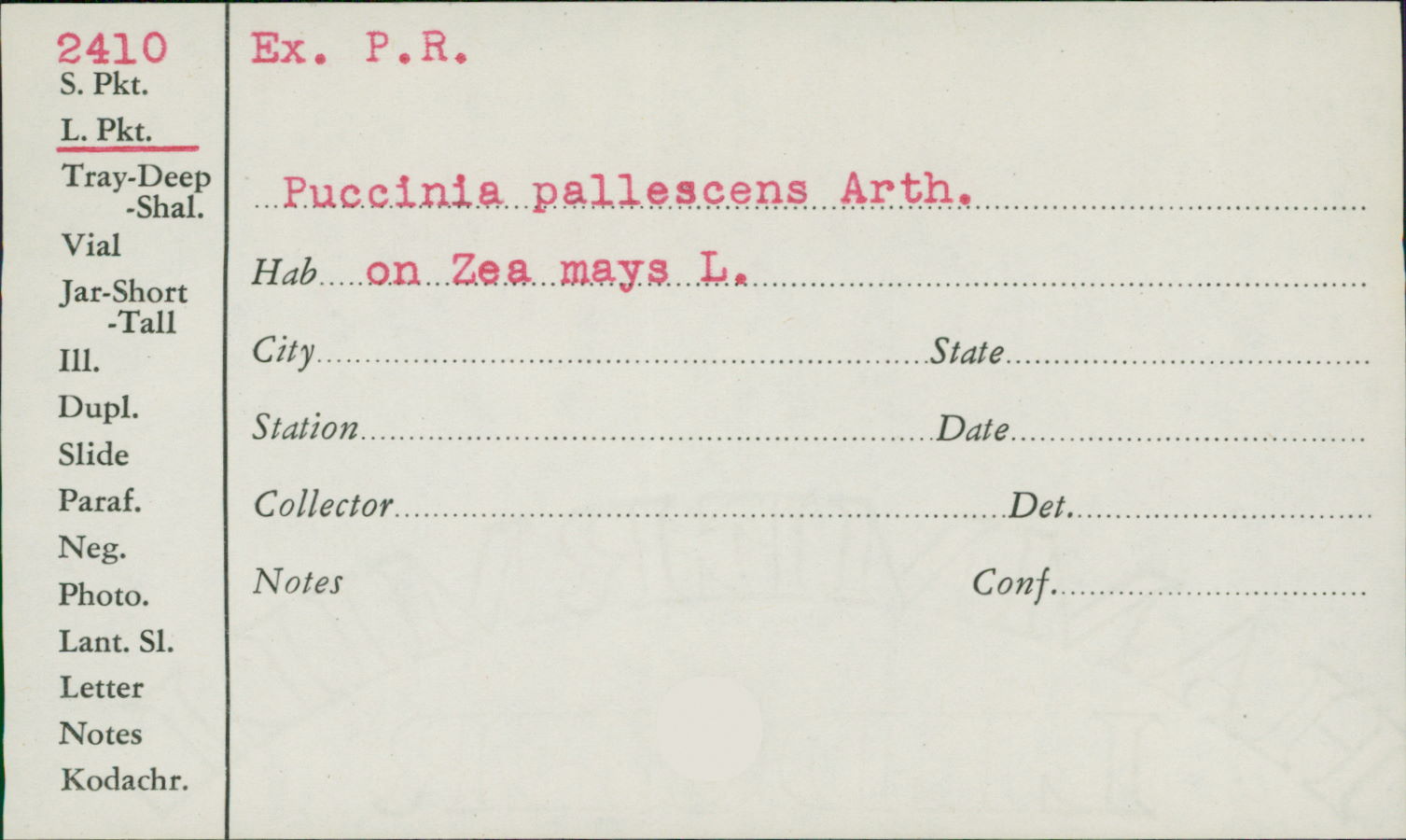 Puccinia pallescens image