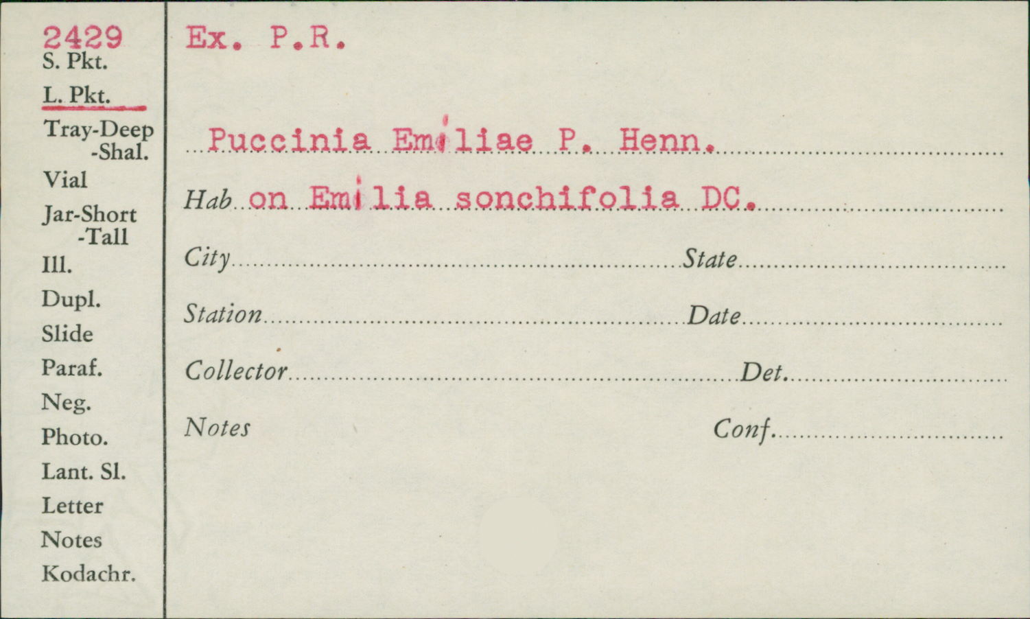 Puccinia emiliae image