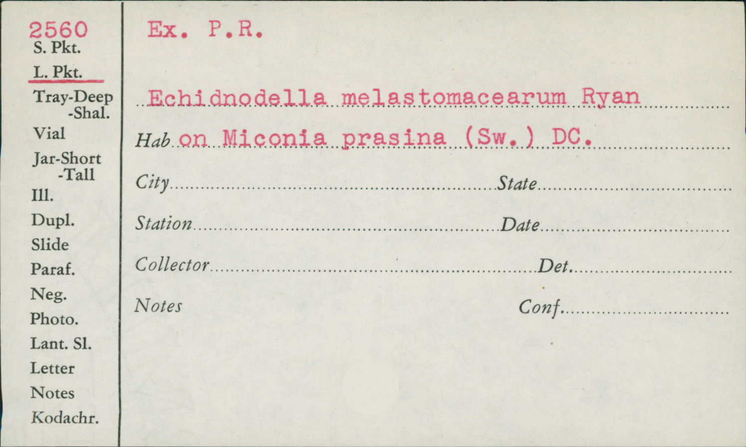 Echidnodella melastomacearum image