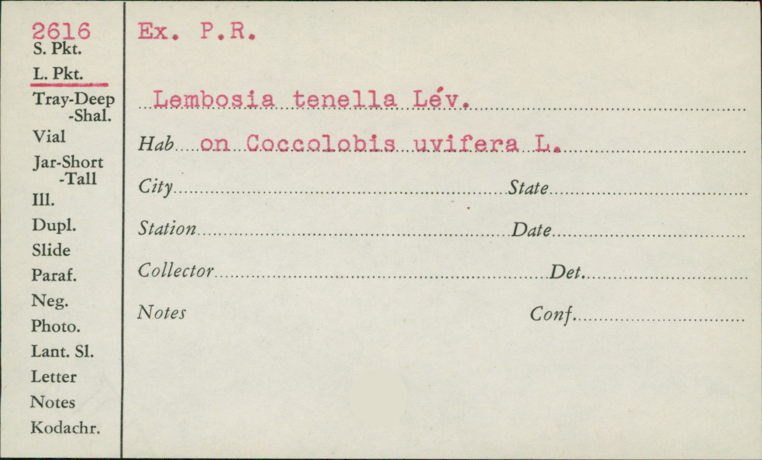 Lembosia tenella image