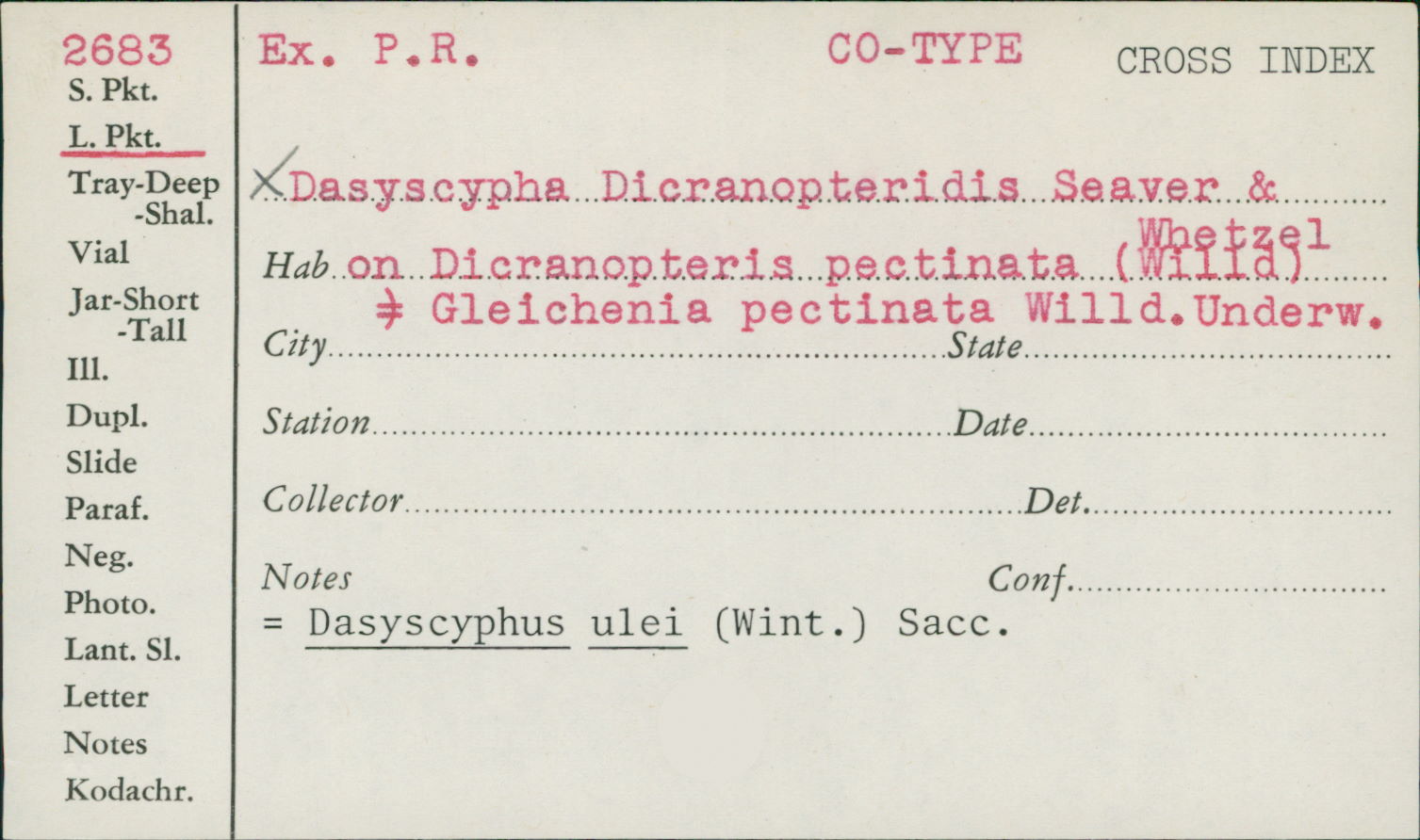Dasyscyphus dicranopteridis image