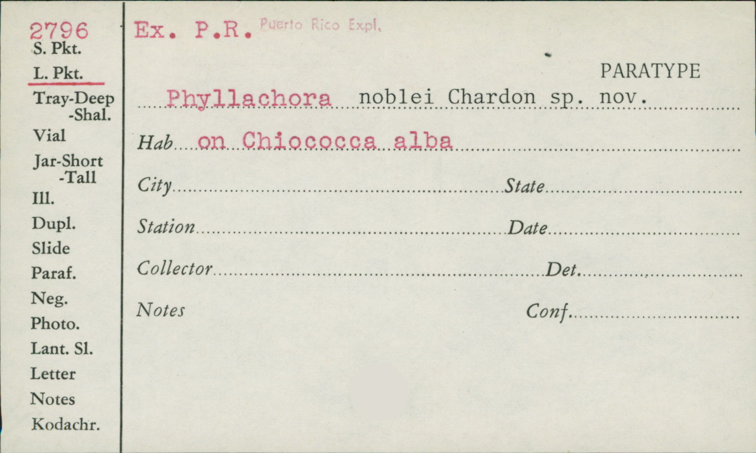 Phyllachora noblei image