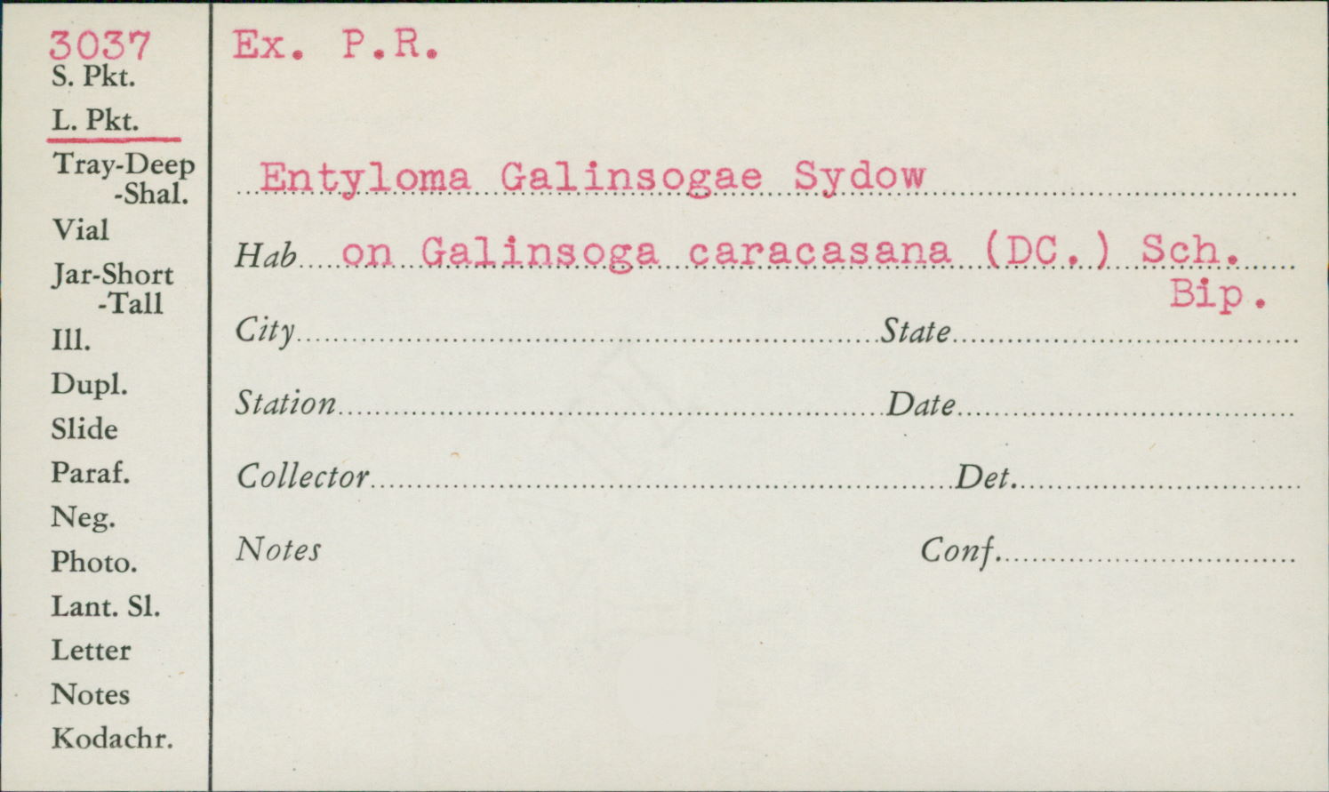 Entyloma galinsogae image