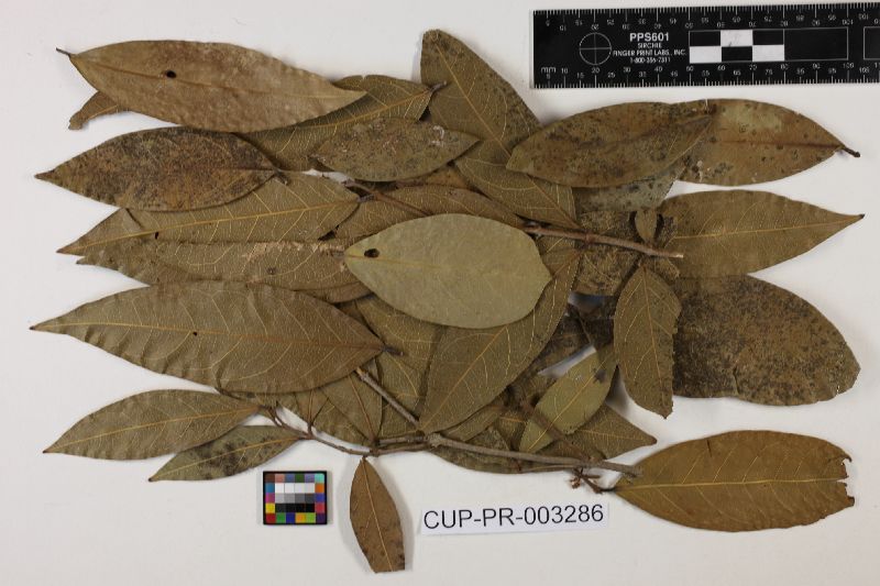 Irenopsis banisteriae image