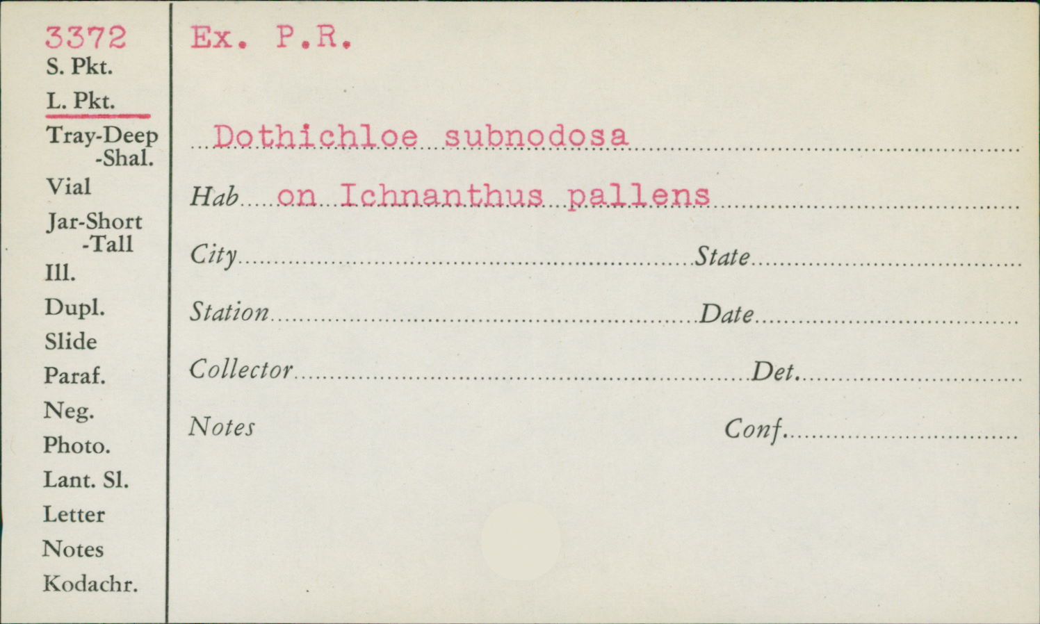 Dothichloë subnodosa image
