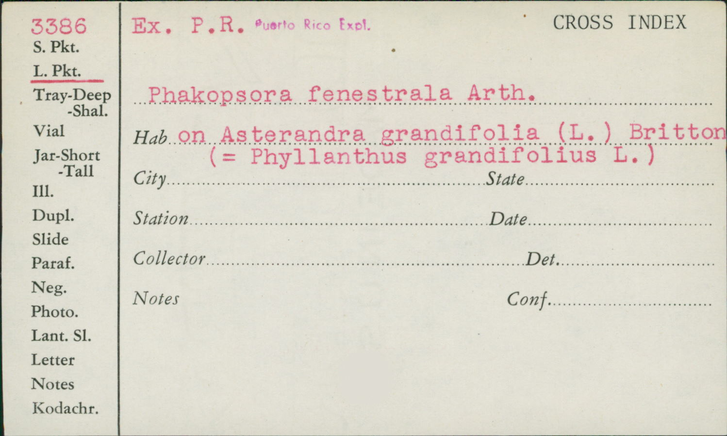 Phakopsora fenestrala image