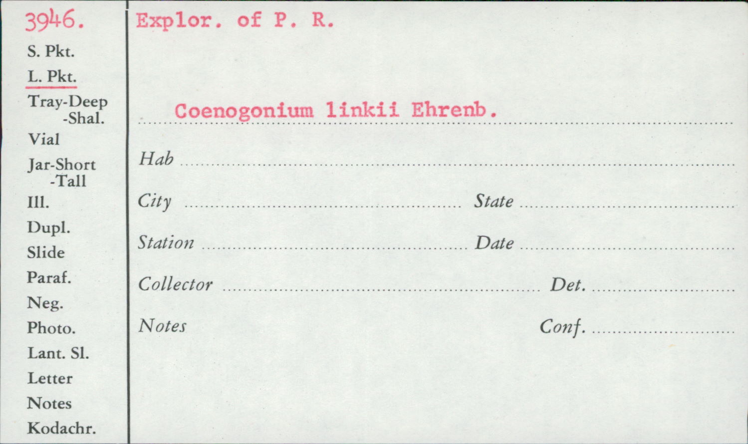 Coenogonium linkii image