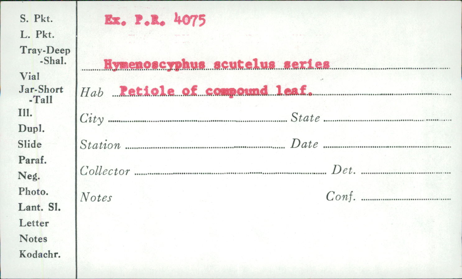 Hymenoscyphus scutula image